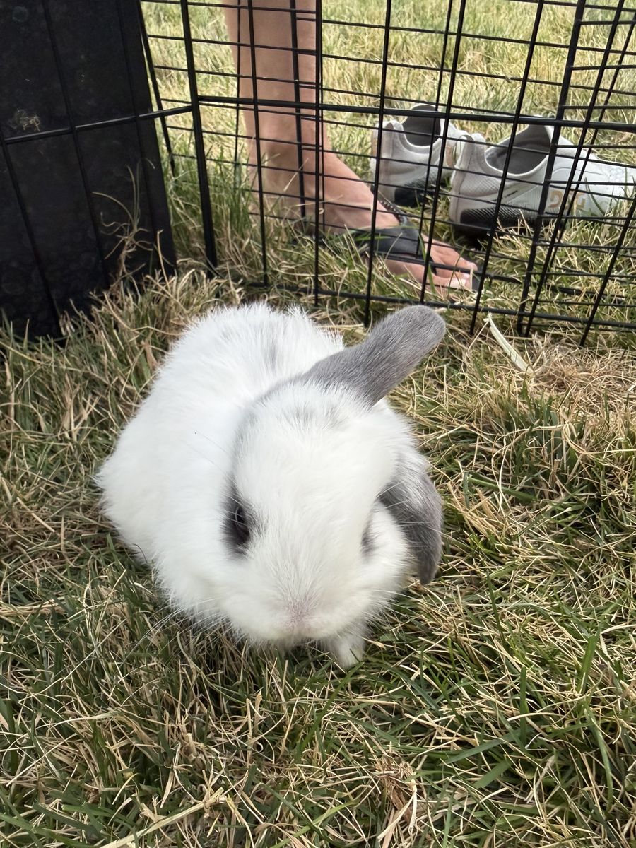 Holland lop ear bunnies