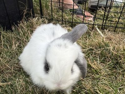 Holland lop ear bunnies