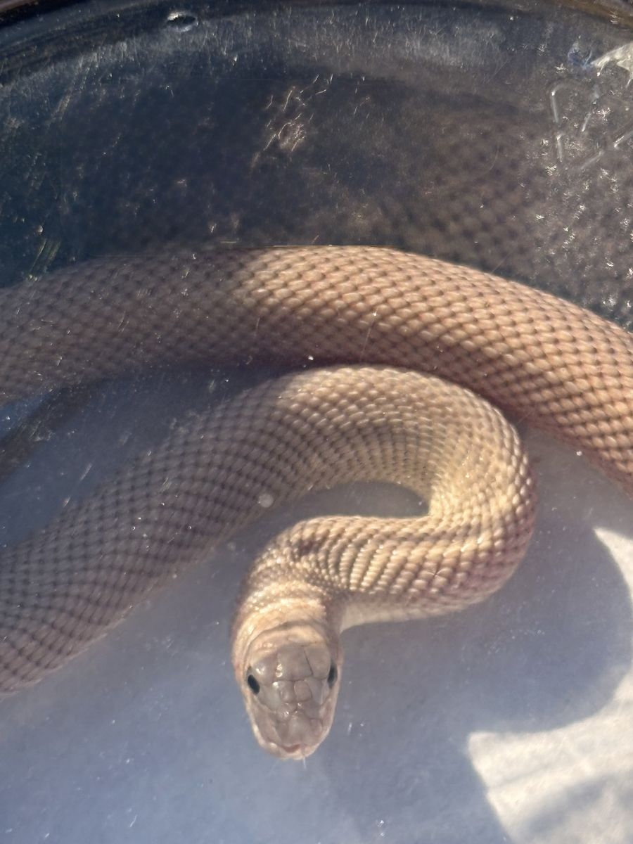 2025 Patternless Florida Pine Snake