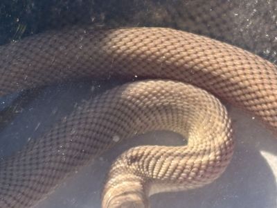 2025 Patternless Florida Pine Snake