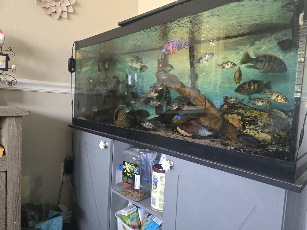 Live Cichlid Freshwater Aquarium Fish (4 Inches)