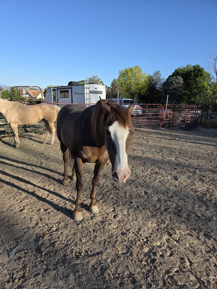 Guetting out of the horse business