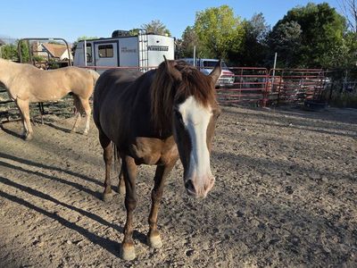Guetting out of the horse business