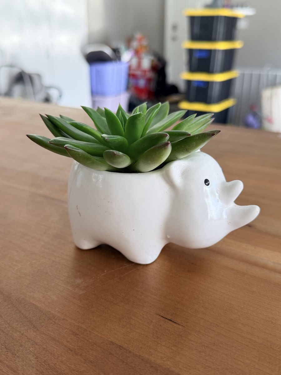 Decorative Ceramic Planters