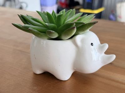 Decorative Ceramic Planters