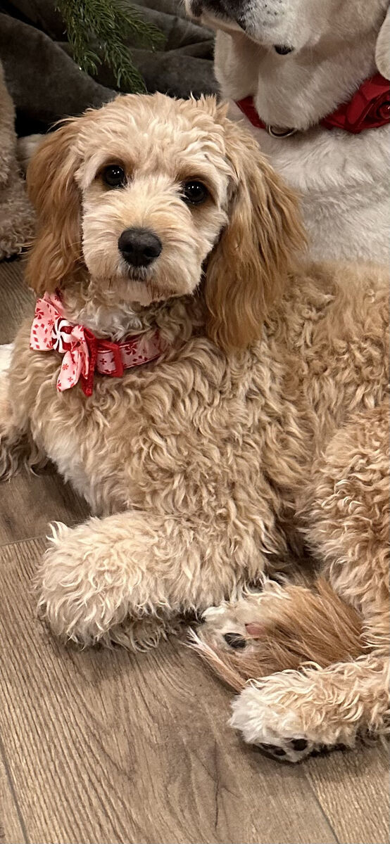 Exceptional Cavapoo Puppies – Ready Mid-March