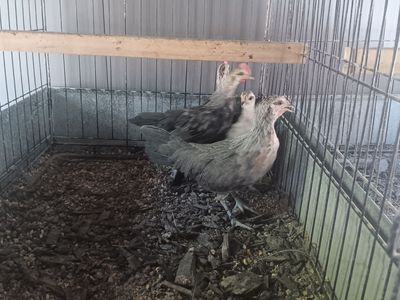 Phoenix bantams. Ive got 4 really really nice Phoenix bantams for sale