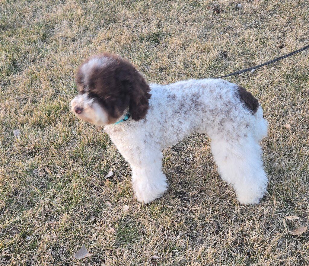 AKC Miniature Chocolate Phantom Parti Poodle Stud