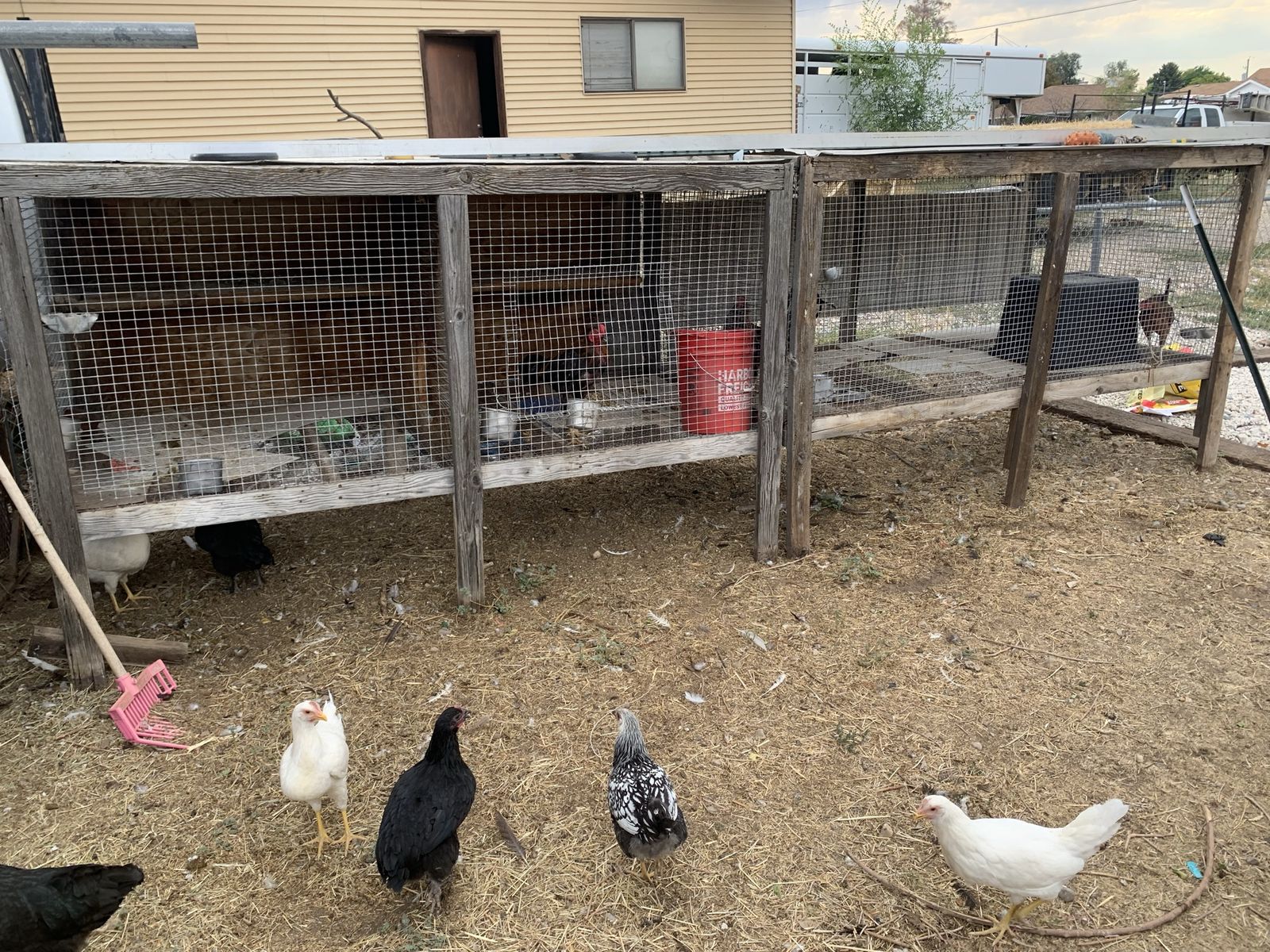 Laying hens