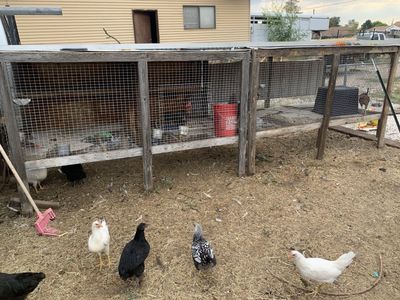 Laying hens