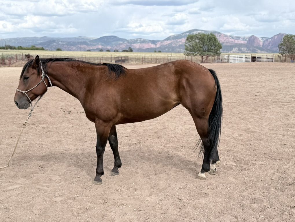6 Year Old AQHA Mare