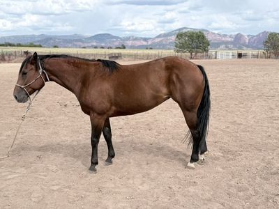 6 Year Old AQHA Mare