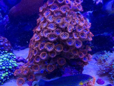 Utter Chaos Zoas Zoanthid 12 Heads Coral