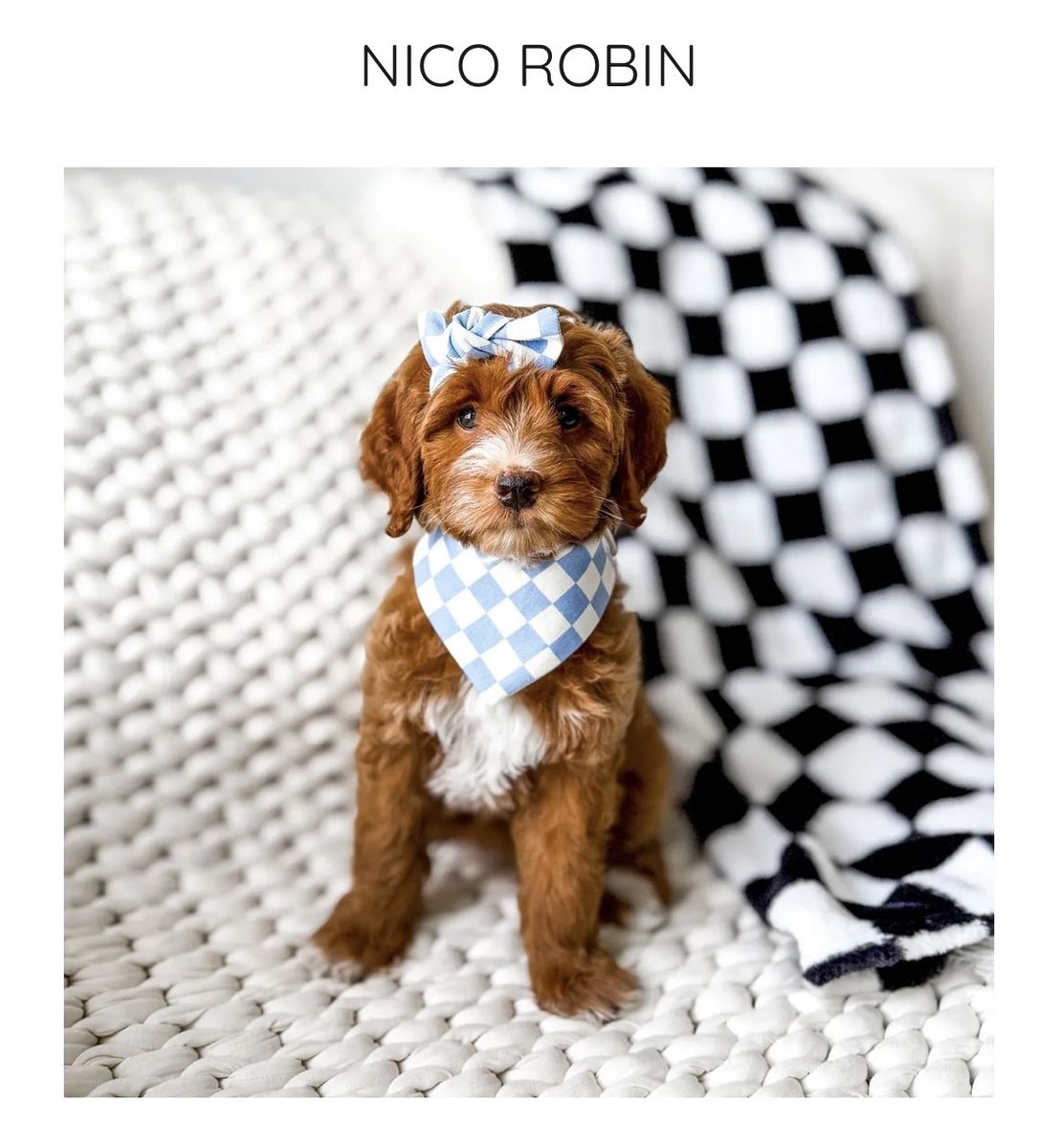 Multigenerational Mini Goldendoodle Puppies