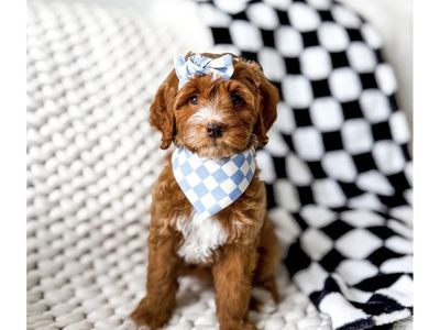 Multigenerational Mini Goldendoodle Puppies