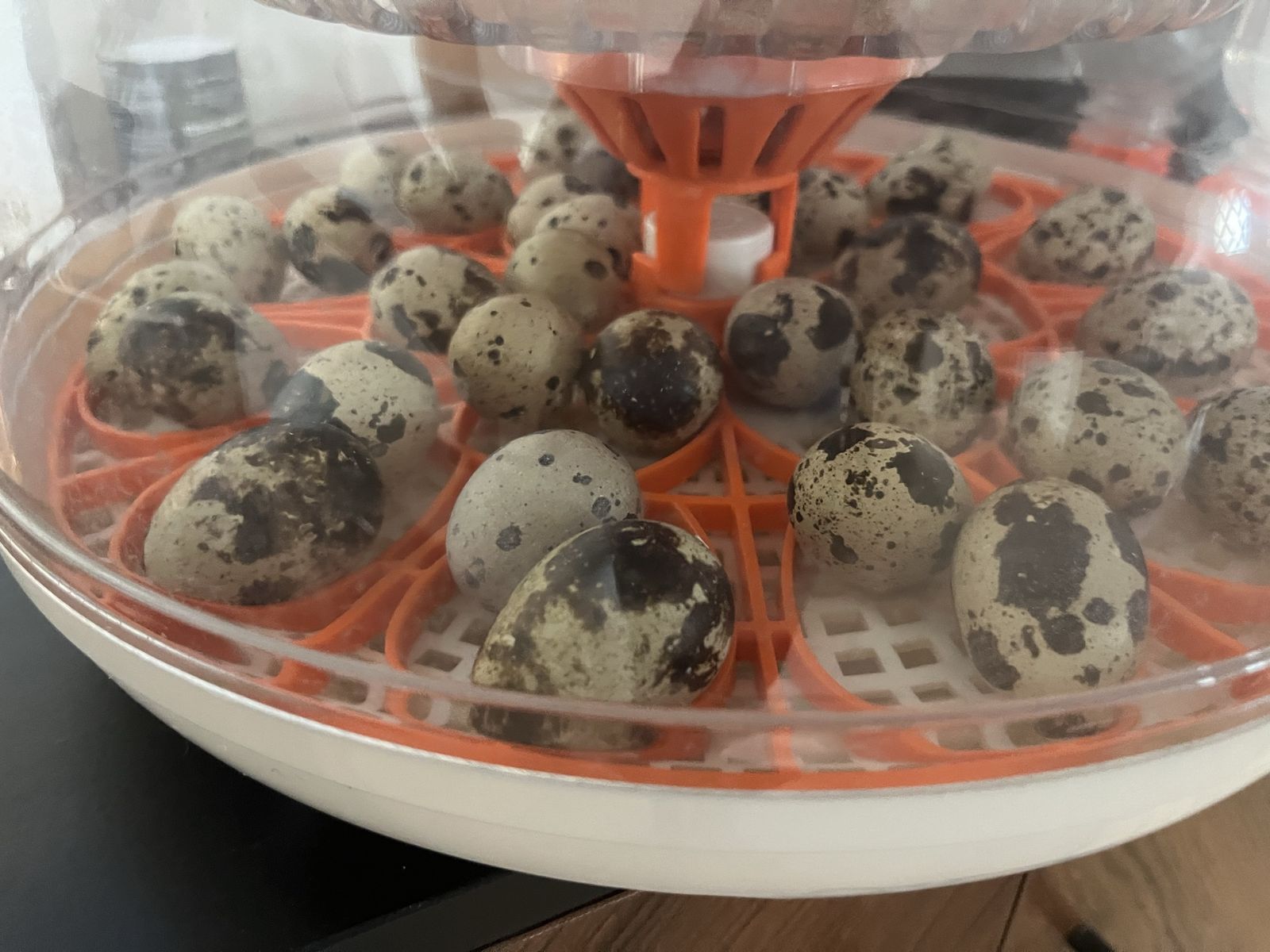 Quail chicks coming soon