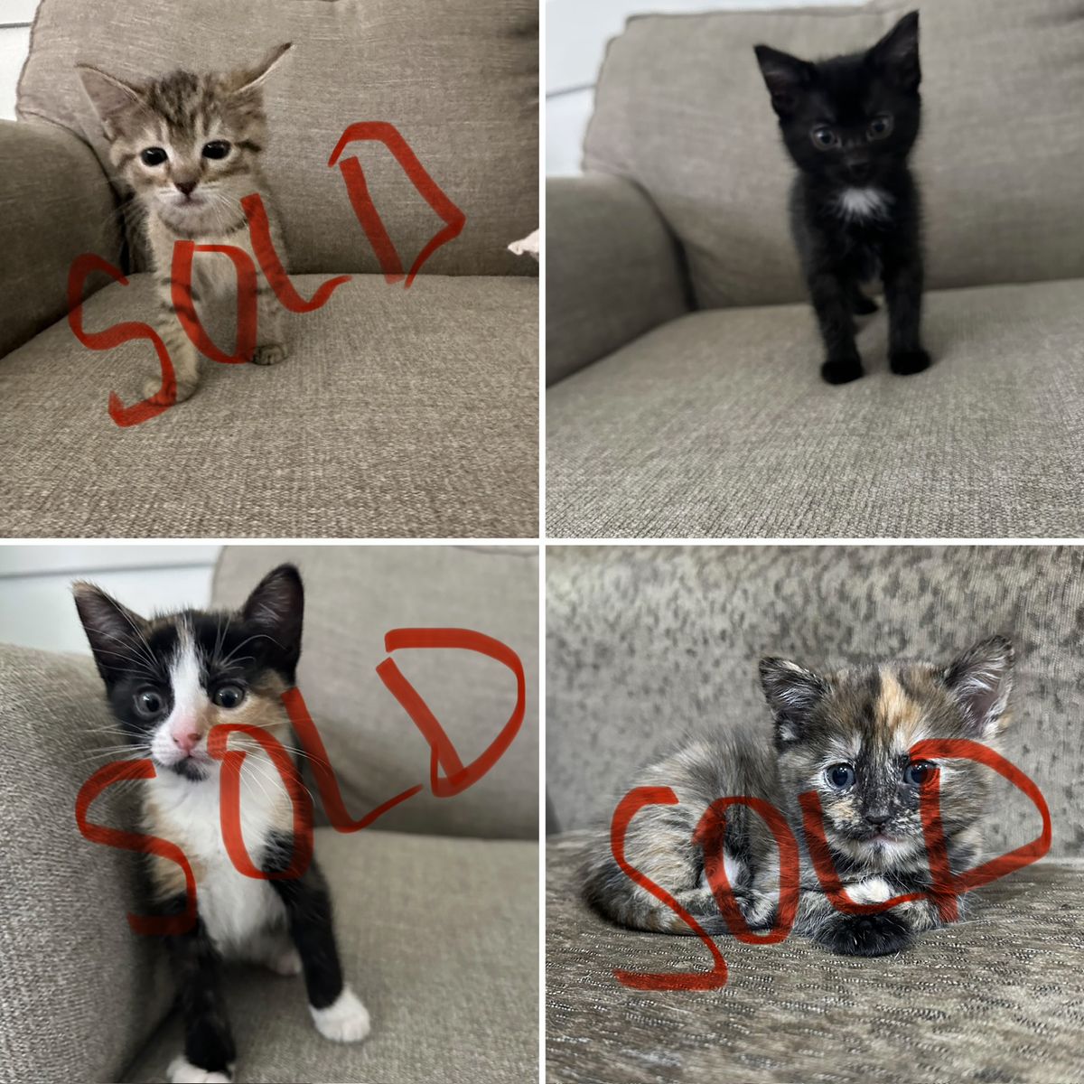 Kittens for sale!