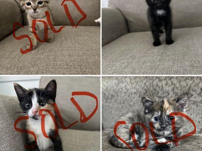 Kittens for sale!