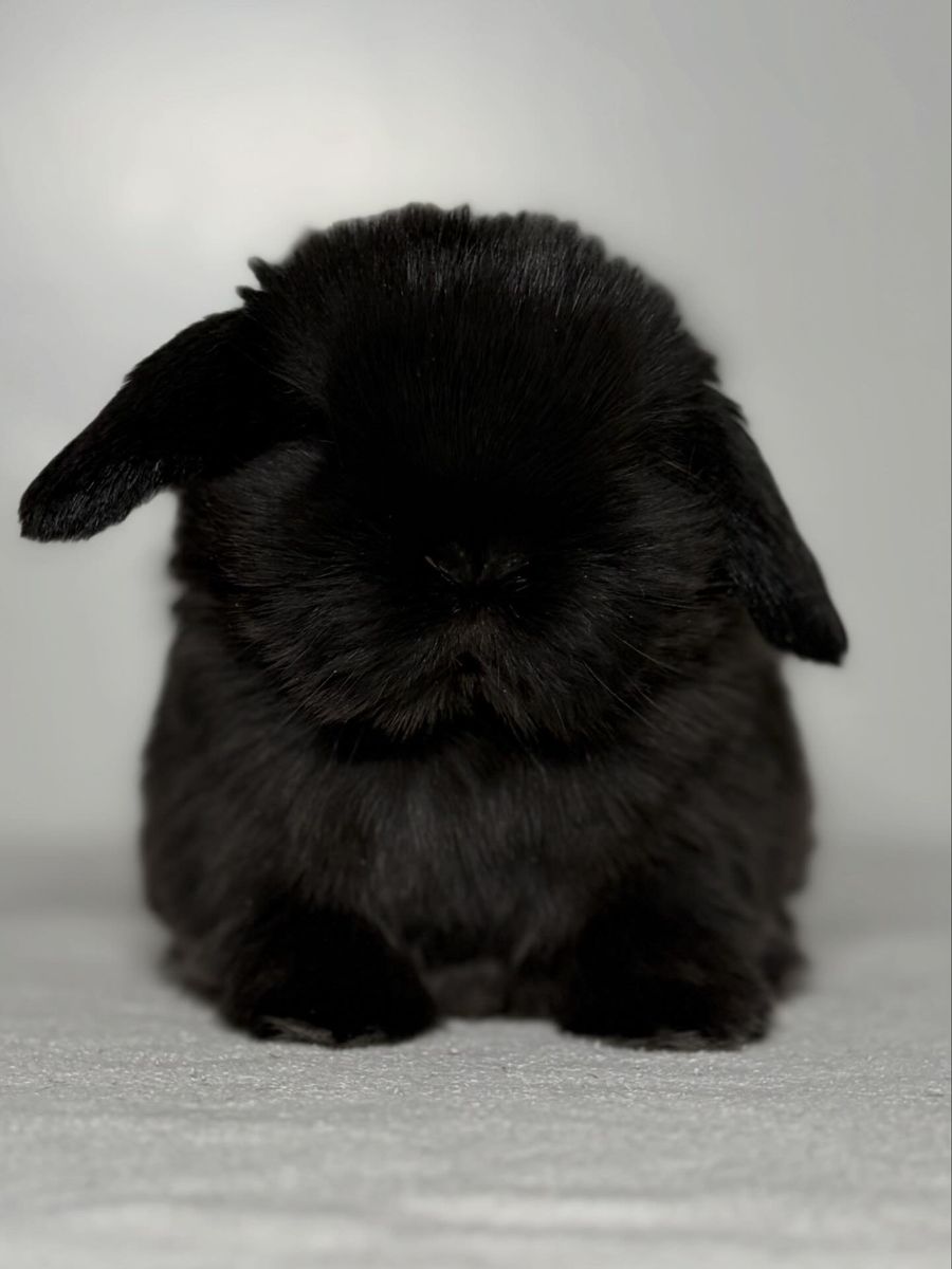 Holland Lop Doe