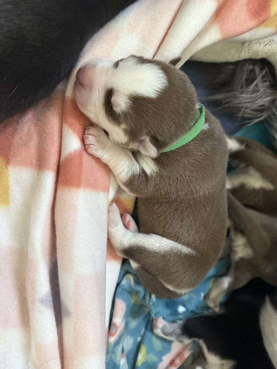 AKC Siberian Husky Puppies