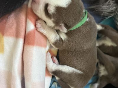 AKC Siberian Husky Puppies