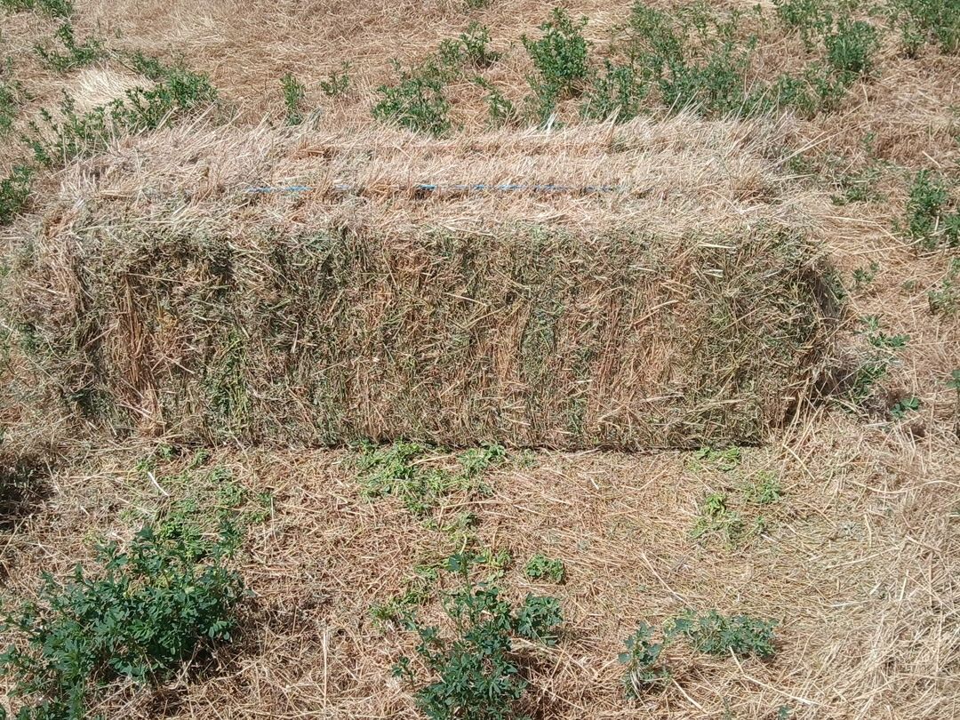 Alfalfa hay with some June grass