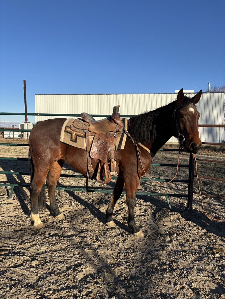 4 Year Old Grade Bay Gelding