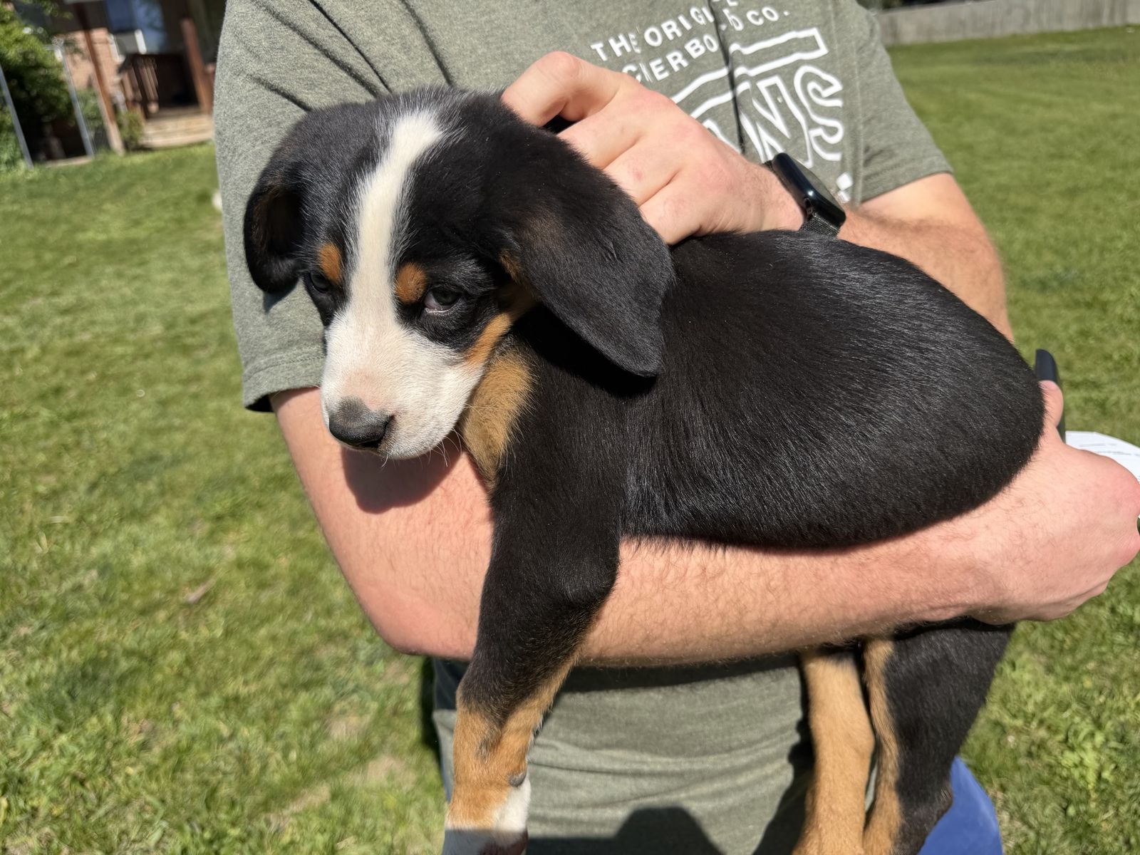 Greater Swiss Mountain Dog Puppies - AKC Registered, Champion Bloodlines, Vaccinated