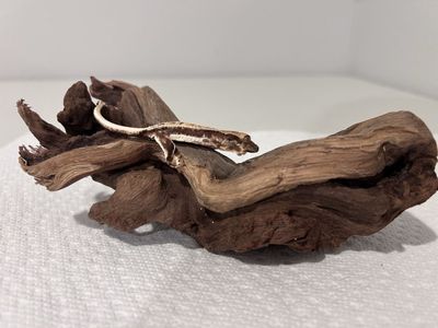 Lily White Crested Gecko