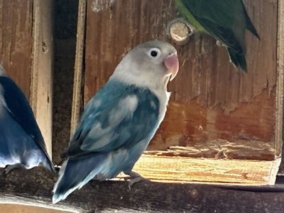Beautiful Blue and White Lovebird