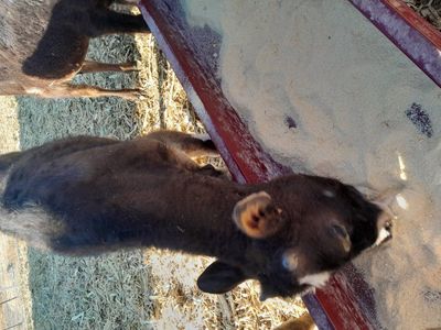 weaned calves