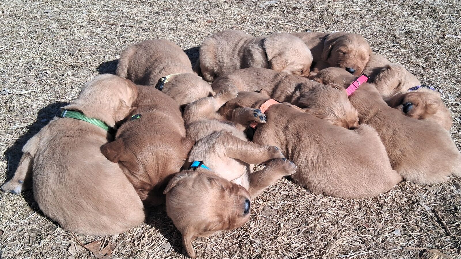 AKC Golden Retriever Puppies
