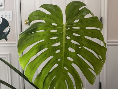 Large Mature Monstera Cutting – 5 Fenestrated Leaves (20"+)
