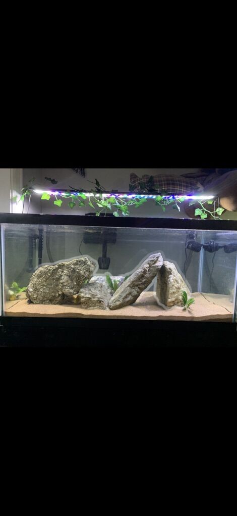 Mbuna Chichlid Fish 40 Gallon