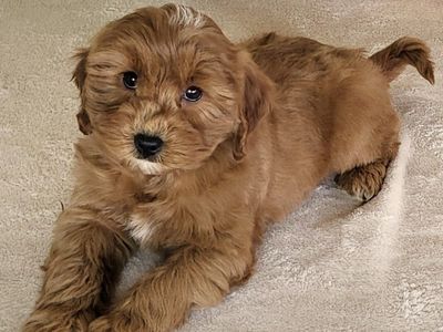 Micro Goldendoodle Girl Molly – $2200