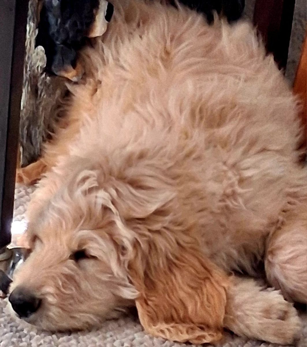 Goldendoodle