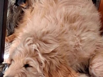 Goldendoodle