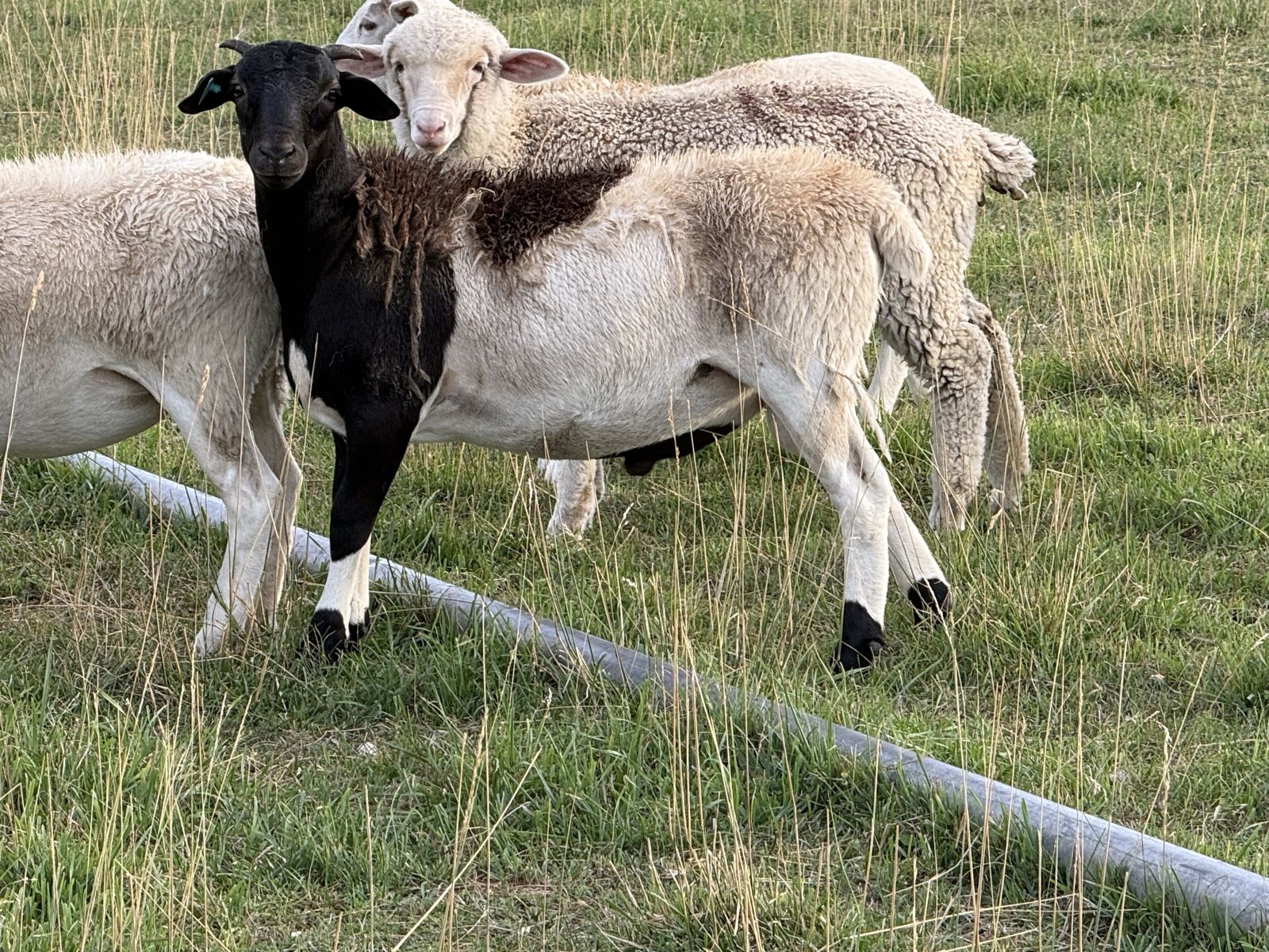 34 sheep for sale 