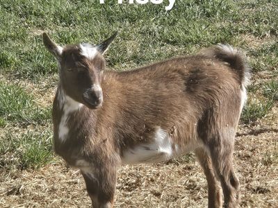 Prissy - Adorable Dwarft Nigerian Brown and White Doe, Ready for a New Home
