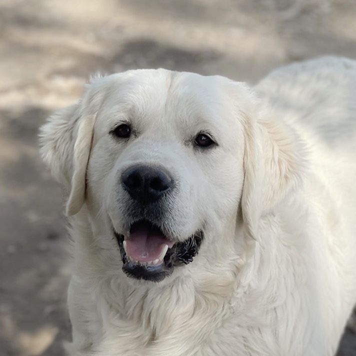Health tested AKC English Cream Golden Retriever at Stud