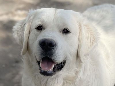Health tested AKC English Cream Golden Retriever at Stud