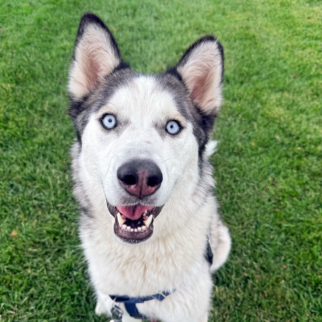 Hello my name is Cream Cheese