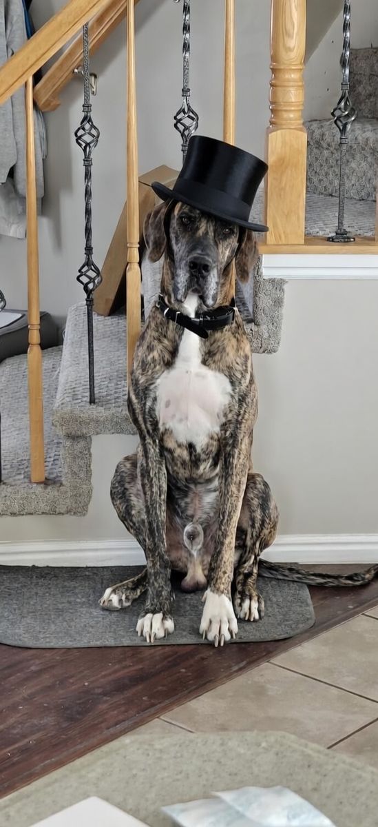 Great Dane Stud Service