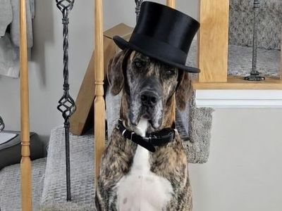 Great Dane Stud Service