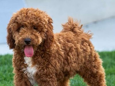 100% clear Deep Red/white Mini Goldendoodle Stud