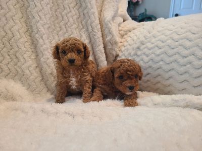 Toy Poodle Puppies (Males)