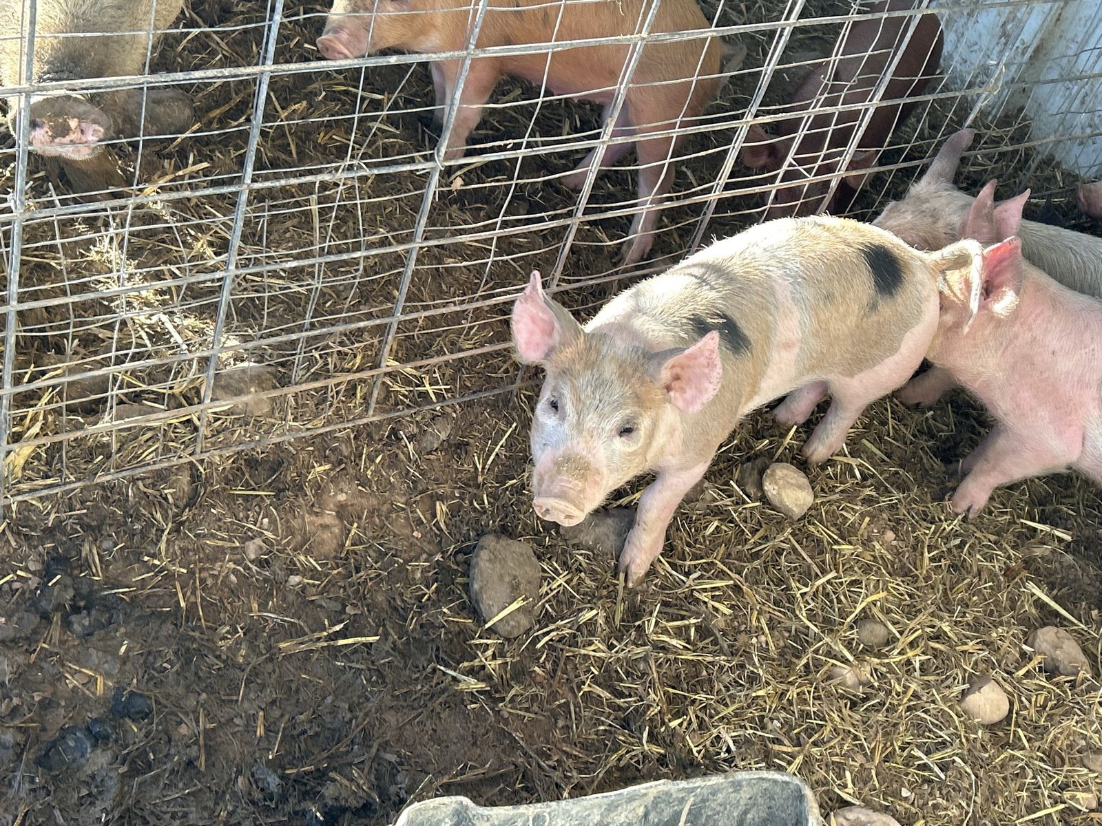 Feeder pigs