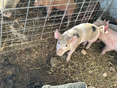 Feeder pigs