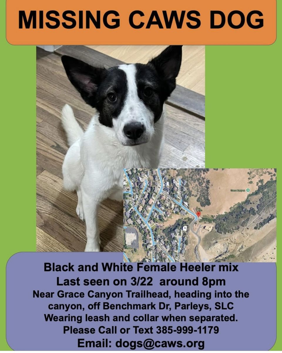 Lost Dog Near Grace Canyon Trailhead/ Arcadia Heights/ East Bench