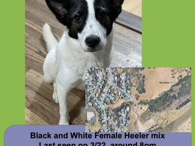 Lost Dog Near Grace Canyon Trailhead/ Arcadia Heights/ East Bench